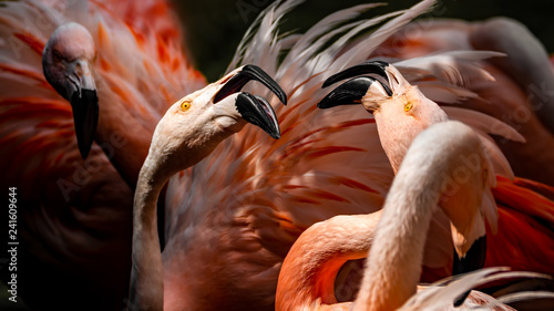 A flock of flamingos