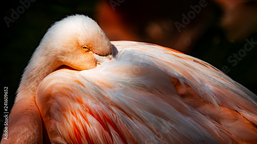 Close up of a flamingo