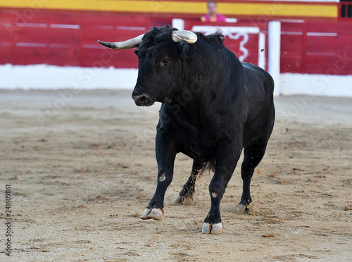 toro en españa