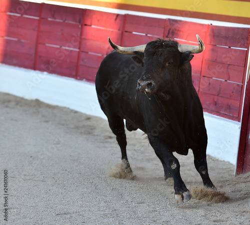 toro en españa