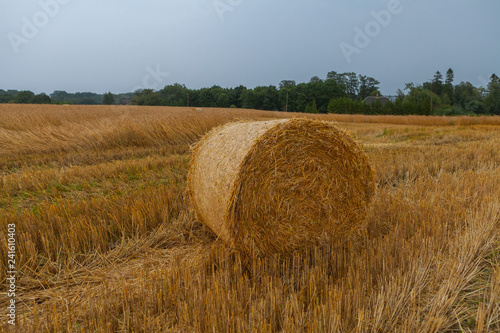 Hay stacks (sheafs) in a summer field