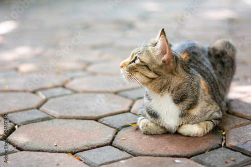 Closed up Cat tabby with a tiger pattern is looking something. Thai cat breed. photo