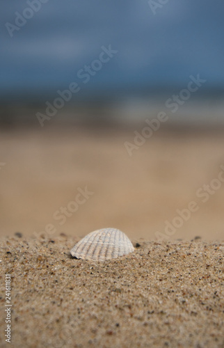 sea shell on the beach baltic sea usedom
