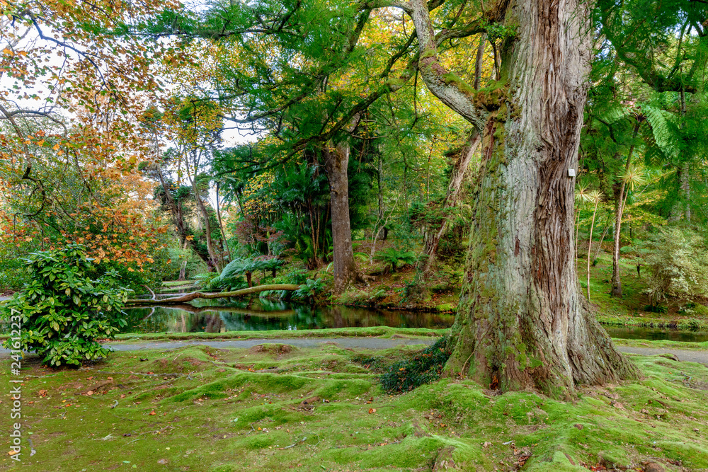 Beautiful Terra Nostra Botanical Park, Azores Beautiful Terra Nostra Botanical Park, Azores