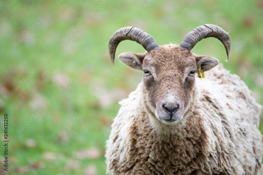 portrait of a sheep, ancient breed, brecon beacons national park