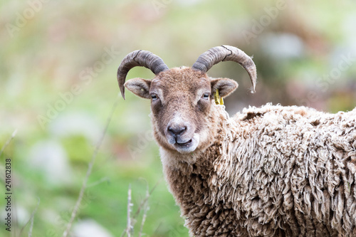 portrait of sheep, ancient breed, brecon beacons national park