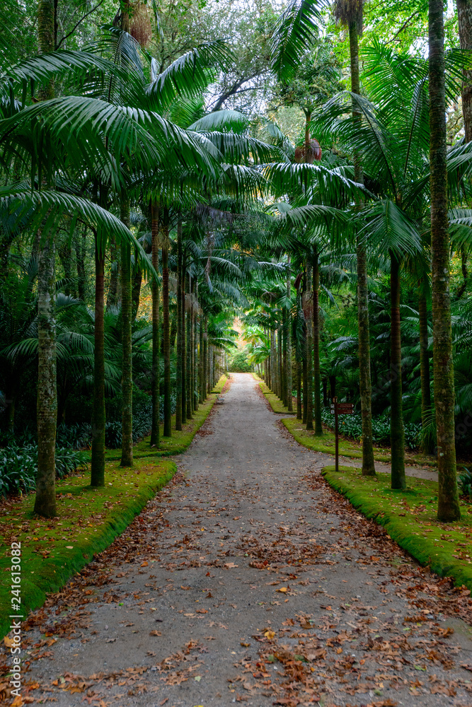 Beautiful Terra Nostra Botanical Park, Azores Beautiful Terra Nostra Botanical Park, Azores