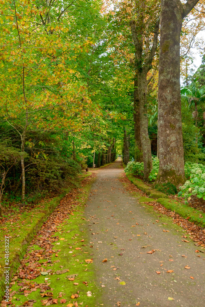 Beautiful Terra Nostra Botanical Park, Azores Beautiful Terra Nostra Botanical Park, Azores