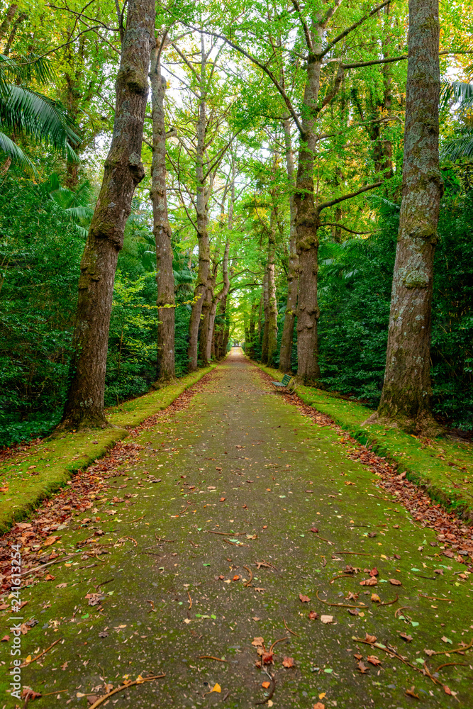 Fototapeta premium Beautiful Terra Nostra Botanical Park, Azores