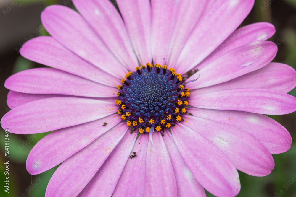 Marguerites