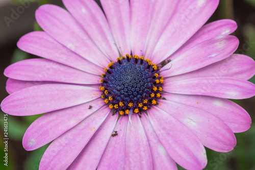 Marguerites