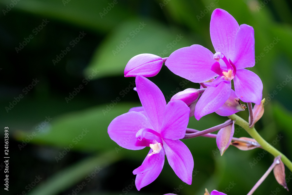Ground orchid, Ground orchid, Spathoglottis Blume, Spathoglottis blume in the garden on blurred background. Ground orchid, Ground orchid, Spathoglottis Blume, Spathoglottis blume in the garden on blurred background.