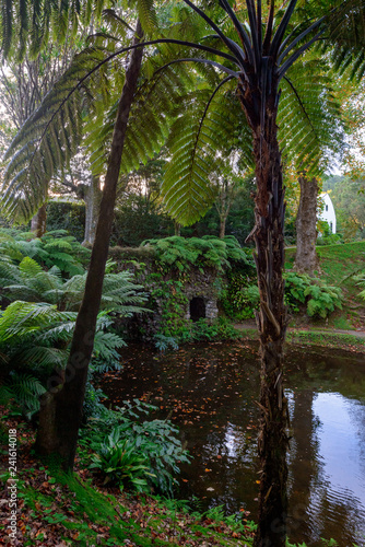 Beautiful Terra Nostra Botanical Park  Azores