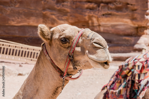 Camels in Petra, Jordan