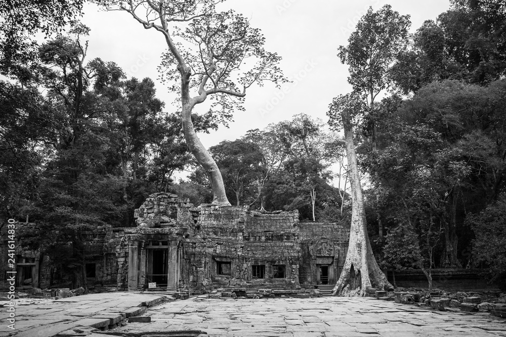 Black and white photo of giant tree roots covering temple in Siem Reap park, Cambodia
