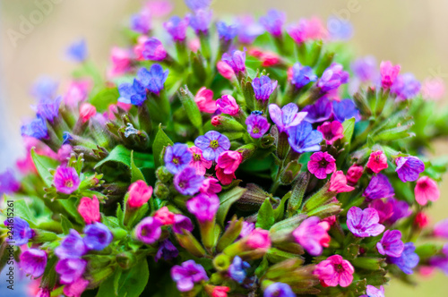 The vibrant bouquet of Pulmonaria or lungwort multicolor blue  magenta  red and purple blooming flowers