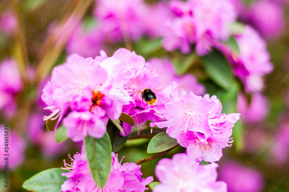 Bumblebee flying and collecting nectar from the blooming pink magenta rhododendron flowers, woody plants
