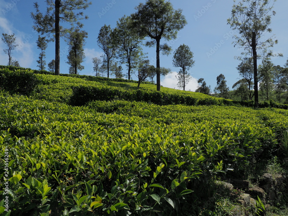 Tea plantation at Lipton's seat, Sri Lanka