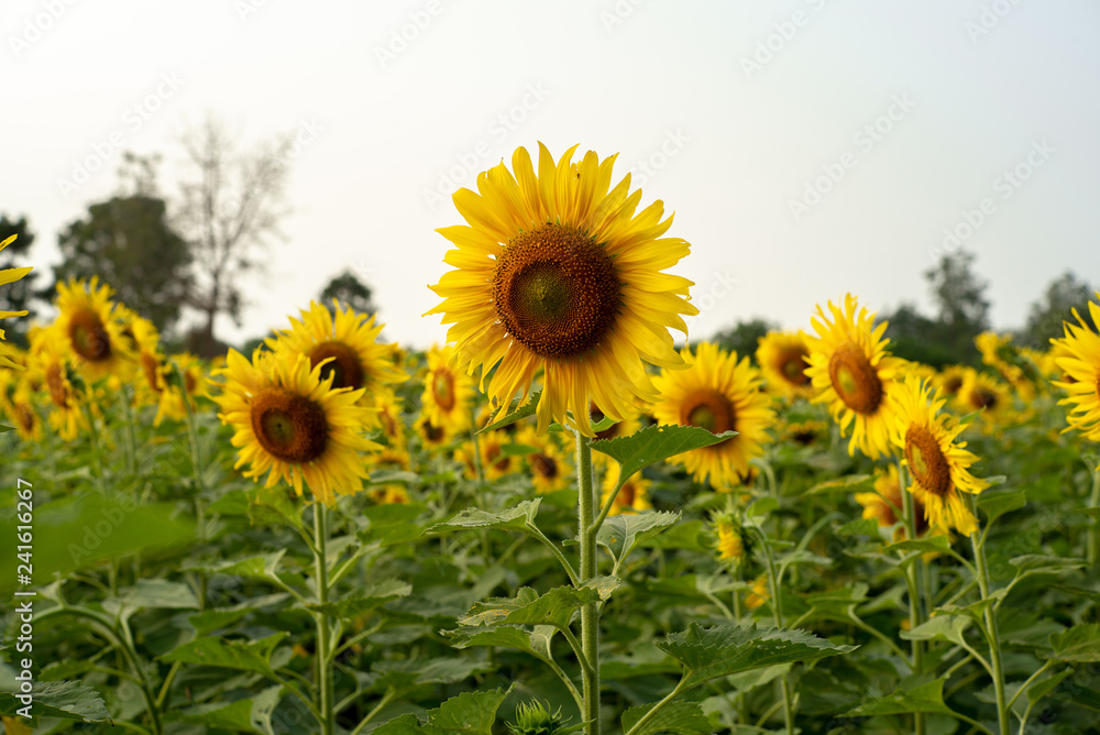 Selective focus on blossom sunflowers in the plantation field with blue sky background in a sunny day Selective focus on blossom sunflowers in the plantation field with blue sky background in a sunny day