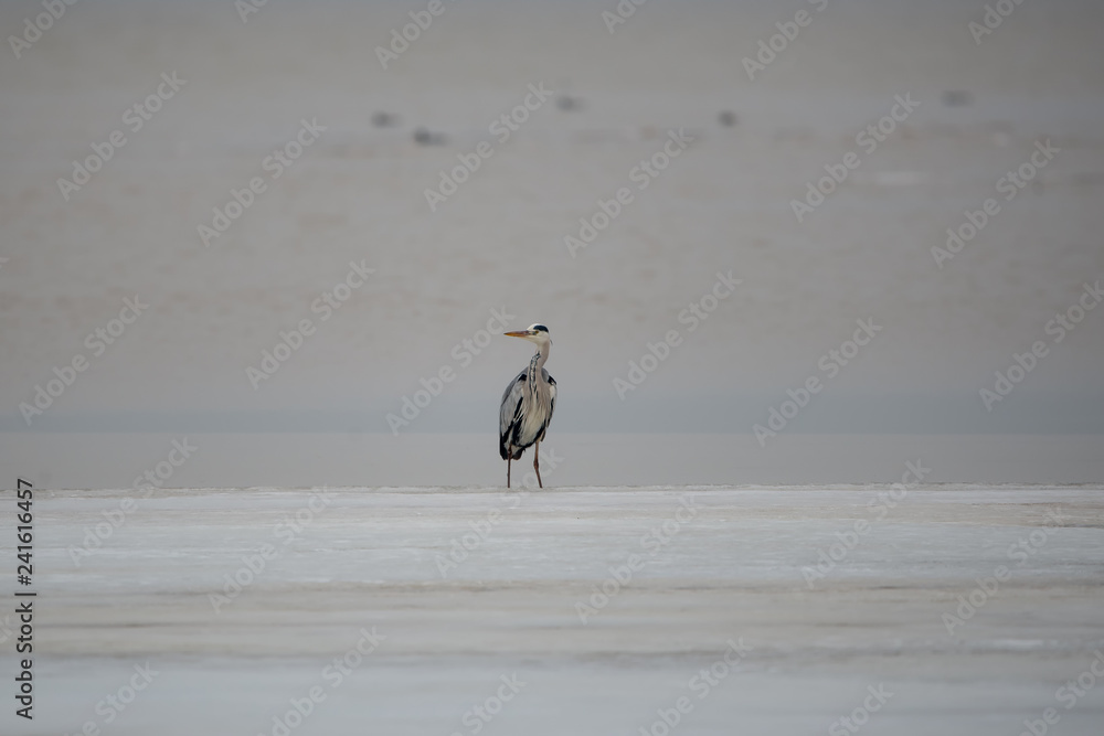 Gri balıkçıl » Grey Heron » Ardea cinerea Gri balıkçıl » Grey Heron » Ardea cinerea