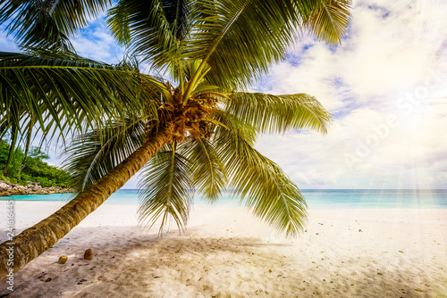 Palm tree,white sand,turquoise water at tropical beach,paradise at seychelles 6
