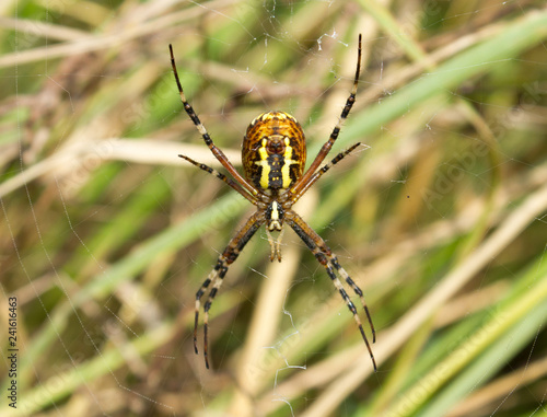 Wasp spider (Argiope bruennichi) on the spider web