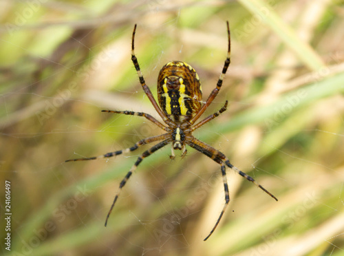 Wasp spider (Argiope bruennichi) on the spider web