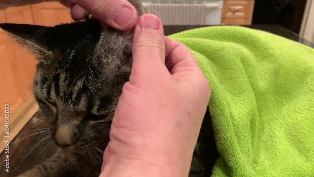 Cat Blood Glucose Test. Taking drop of blood from diabetic tabby cat