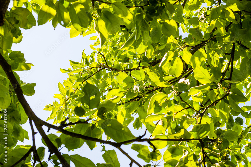 Obraz premium Sun rays penetrating through the apple tree branches and leaves