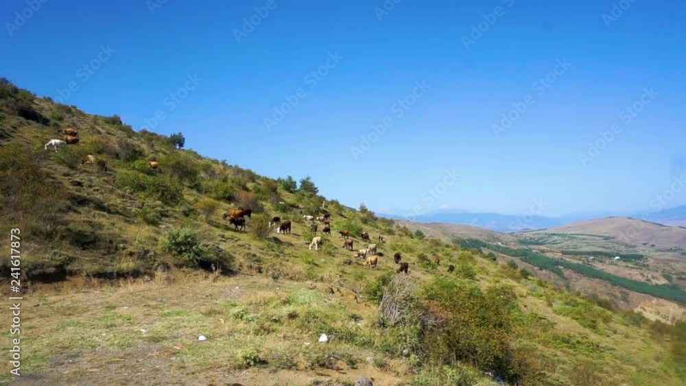 Cows in the Country of Georgia Cows in the Country of Georgia