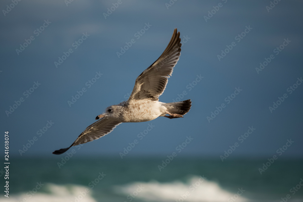 Naklejka premium bird