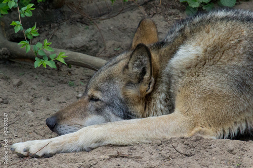 Wolf resting
