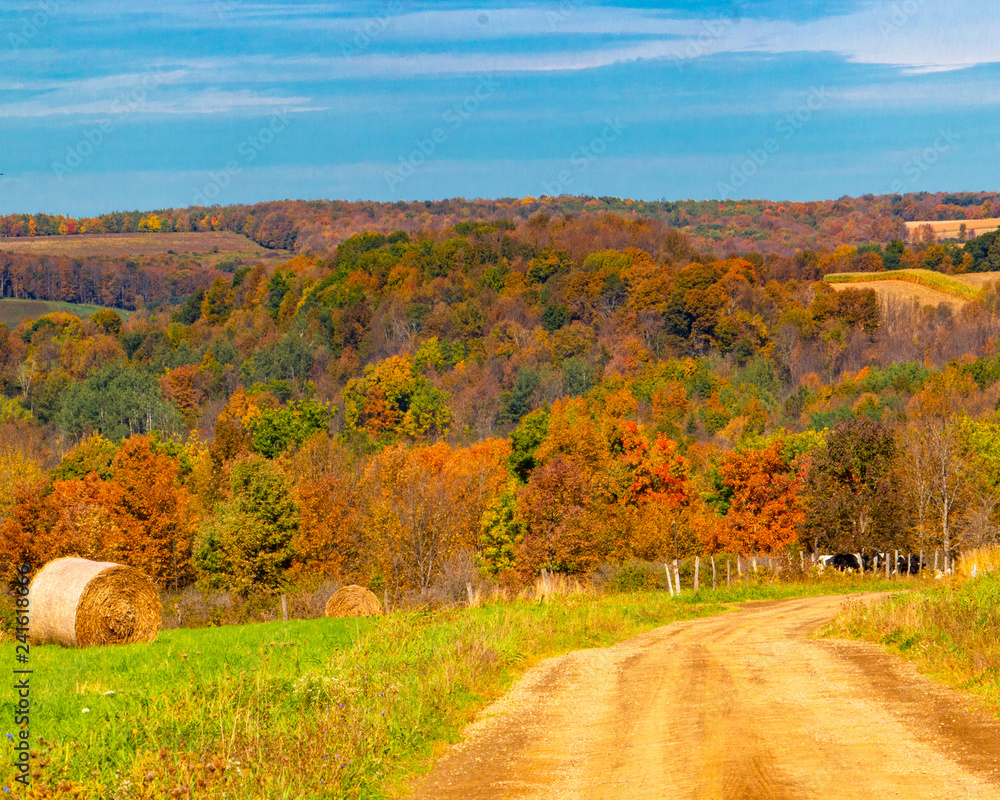 Fototapeta premium autumn rural landscape with dirt road, trees, and blue sky