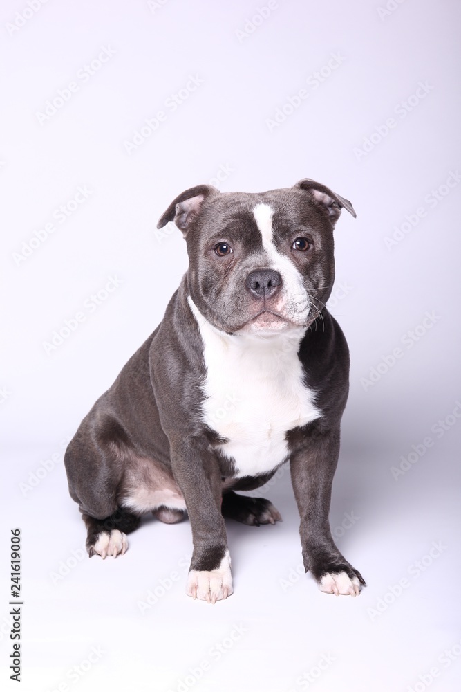 Portrait of a beautiful dog Portrait of a beautiful dog