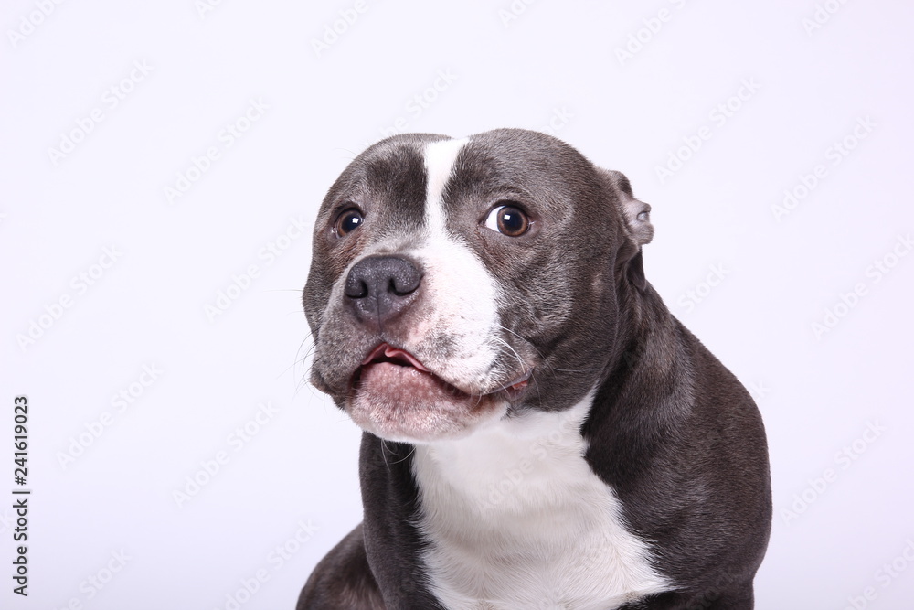 Portrait of a beautiful dog