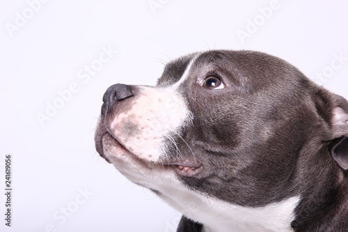Fototapeta Naklejka Na Ścianę i Meble -  Portrait of a beautiful dog