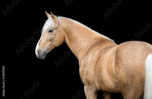 Fototapeta Naklejka Na Ścianę i Meble -  Portrait of a Palomino horse isolated on black background.
