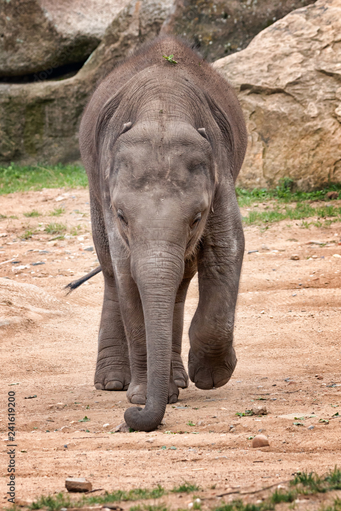 Fototapeta premium Young elephant