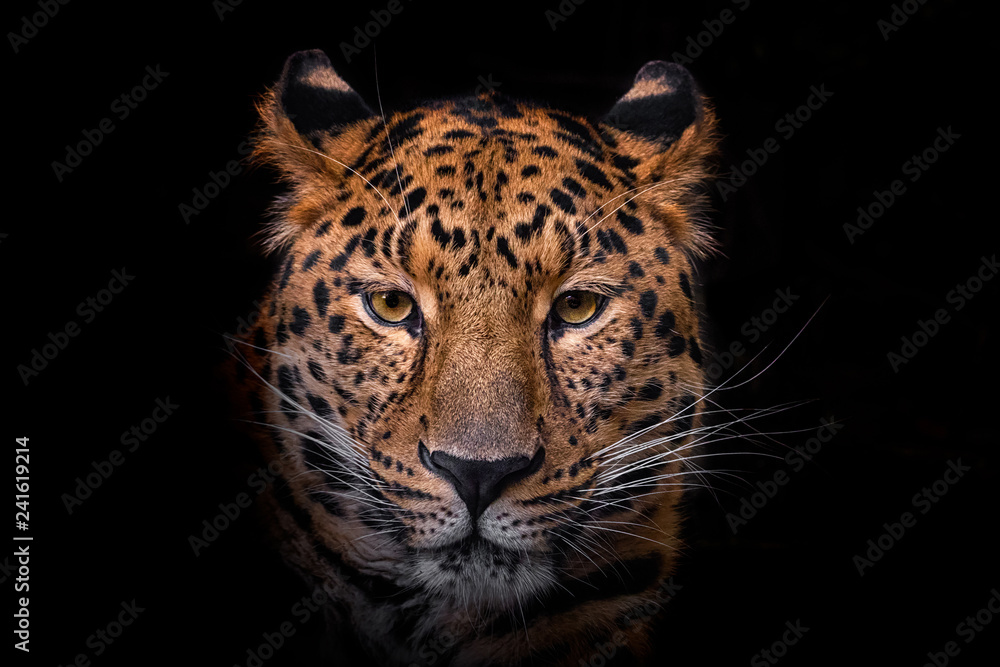Panthera pardus orientali - obrazy, fototapety, plakaty 