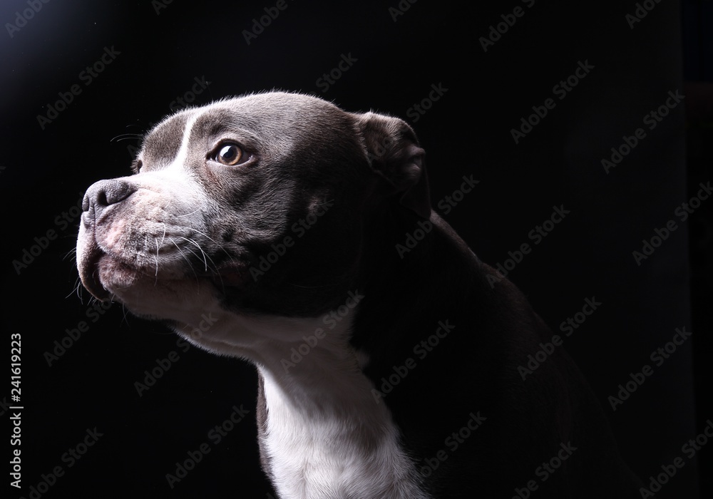 Portrait of a beautiful dog Portrait of a beautiful dog