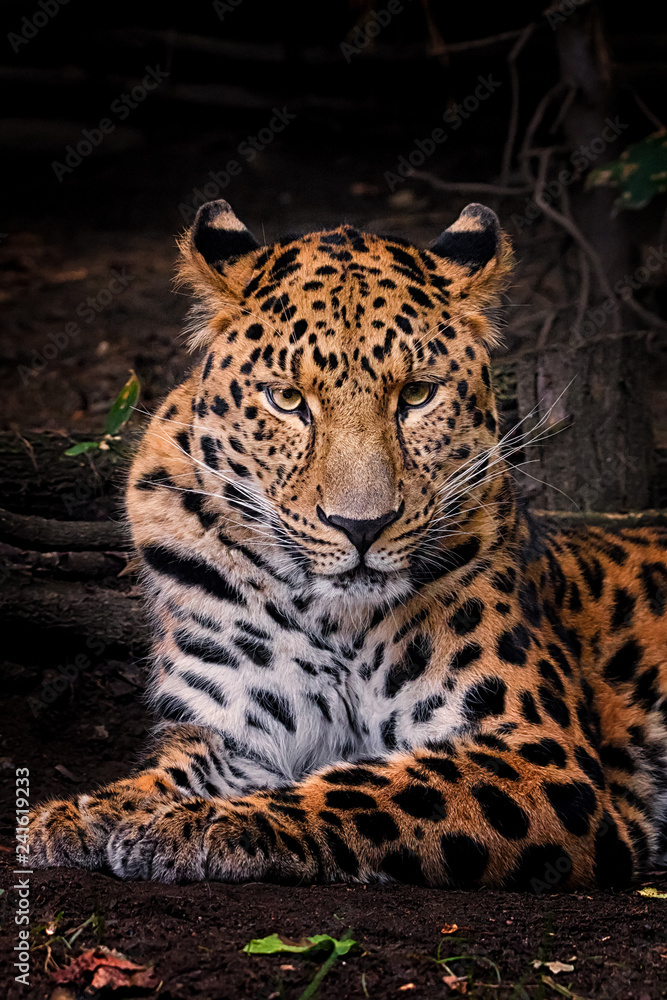 Panthera pardus orientali Panthera pardus orientali