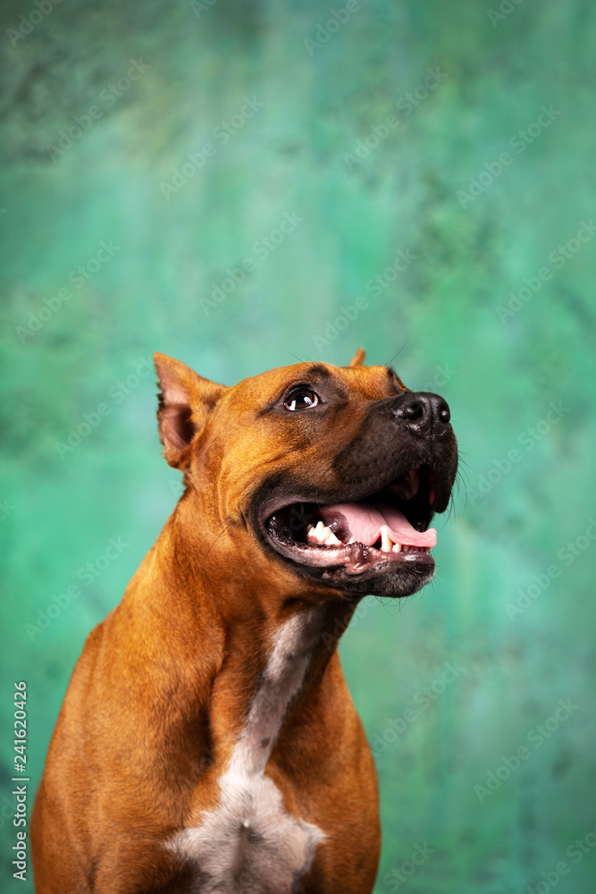 Adorable red dog sits at textured background