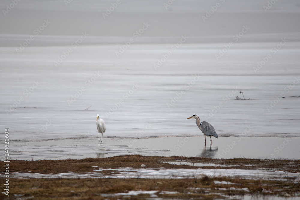 Gri balıkçıl » Grey Heron » Ardea cinerea Gri balıkçıl » Grey Heron » Ardea cinerea