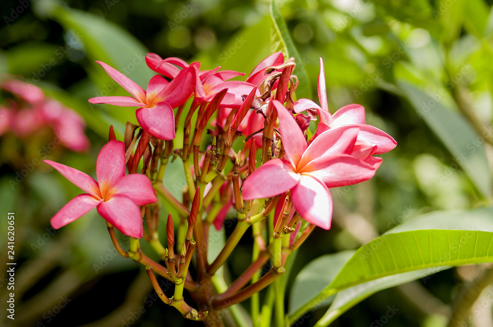 Fototapeta premium red flower in the garden