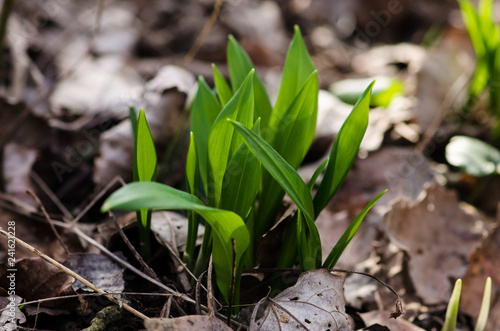 Fototapeta Naklejka Na Ścianę i Meble -  wild garlic leaves