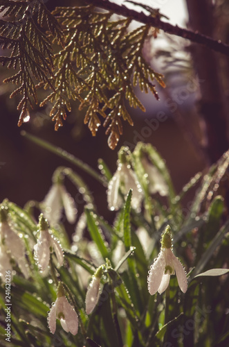 Fototapeta Naklejka Na Ścianę i Meble -  white snowdrop blossoming