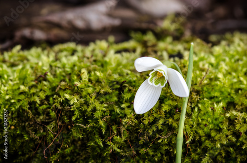 Fototapeta Naklejka Na Ścianę i Meble -  white snowdrop with water drop macro