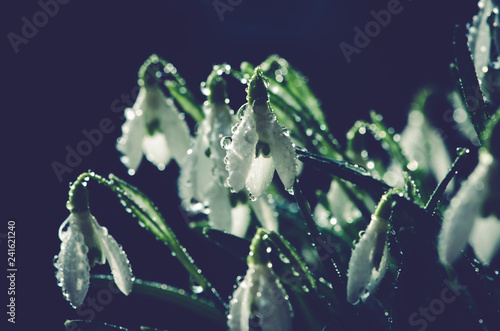 Fototapeta Naklejka Na Ścianę i Meble -  white snowdrop blossoming