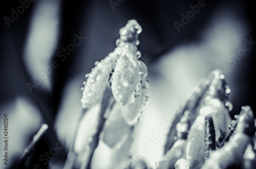 Fototapeta Naklejka Na Ścianę i Meble -  white snowdrop with water drop macro