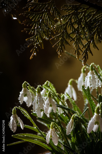 Fototapeta Naklejka Na Ścianę i Meble -  white snowdrop blossoming